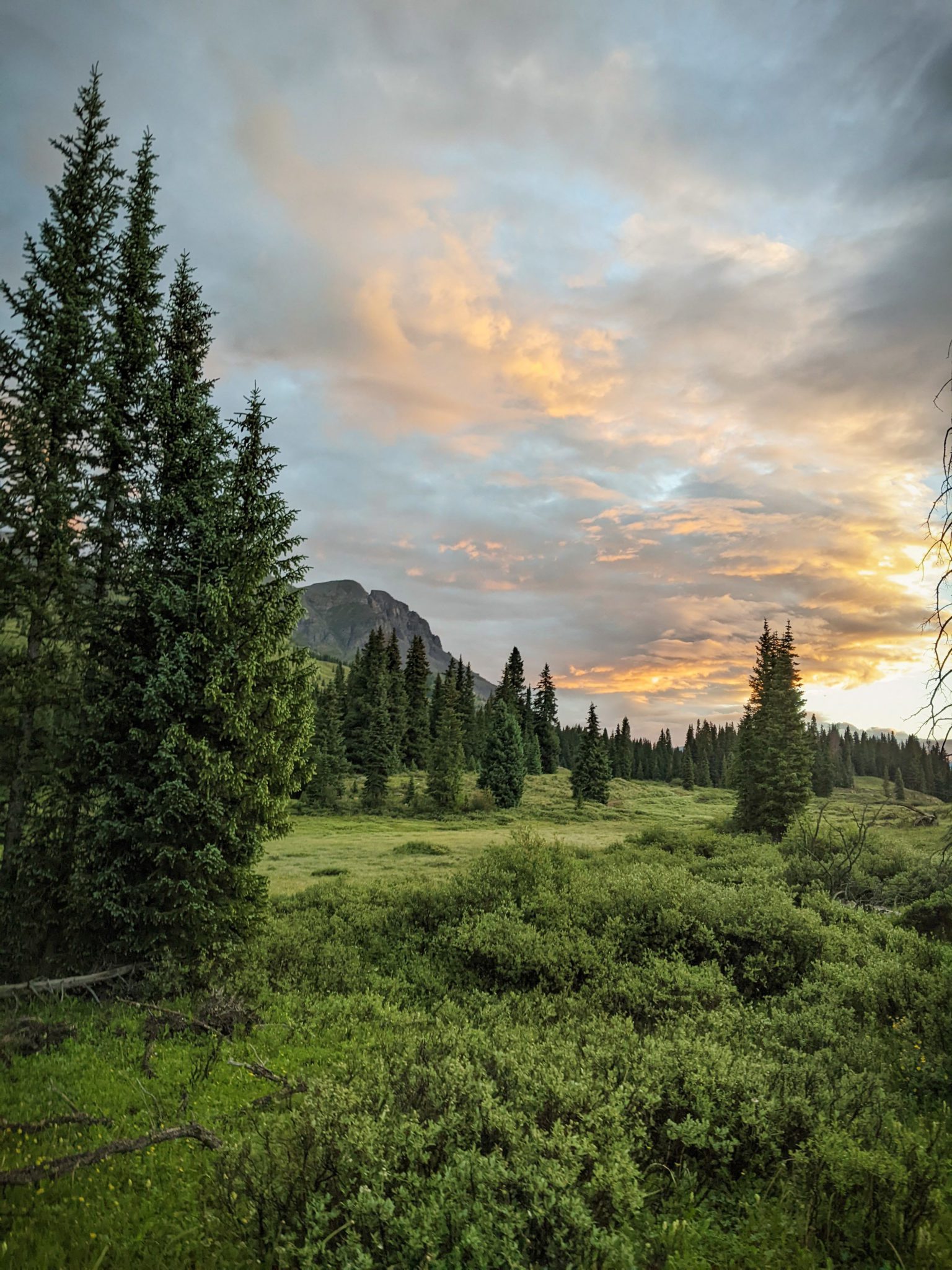 pine trees at dusk