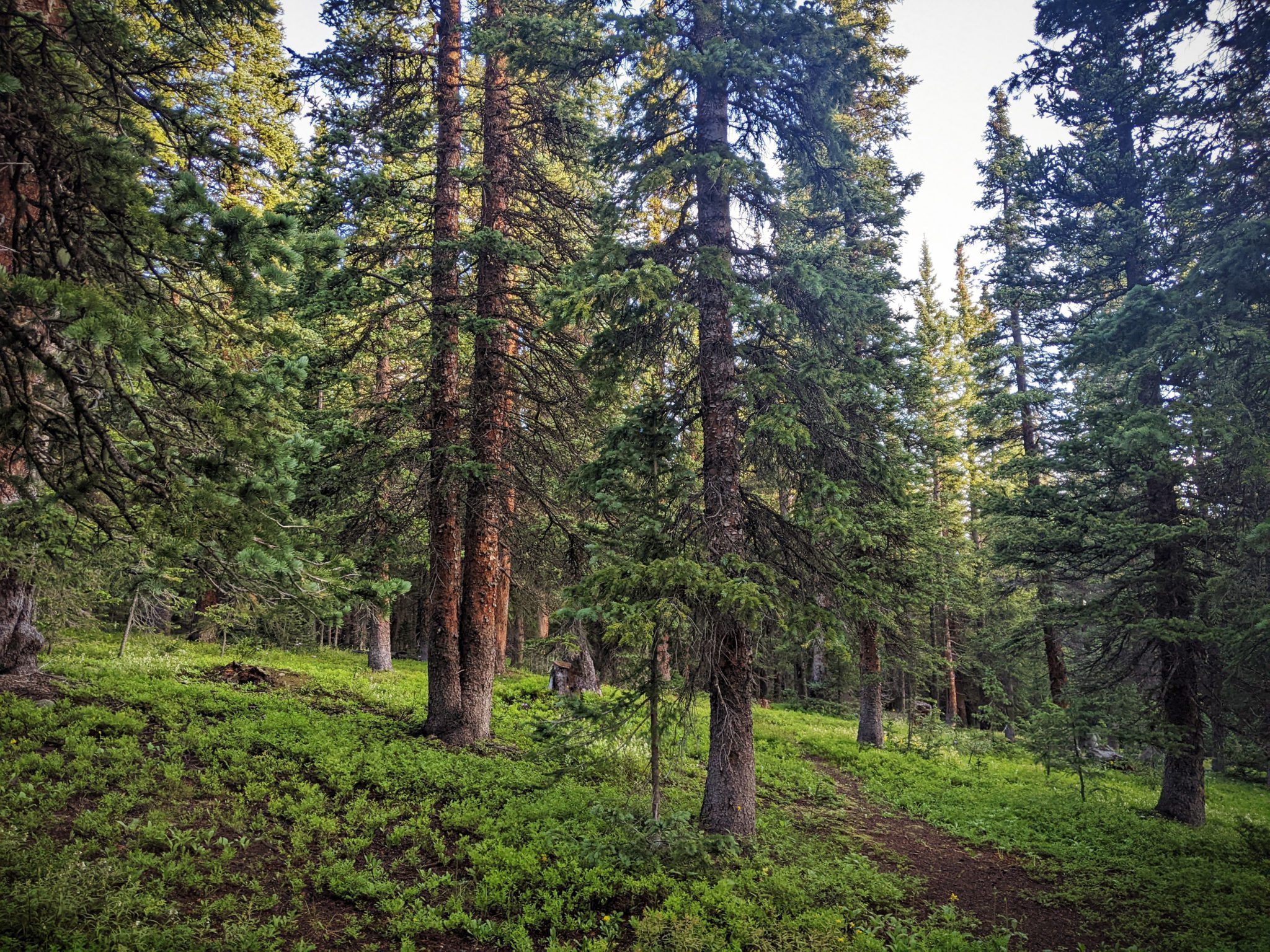 pine trees at dawn